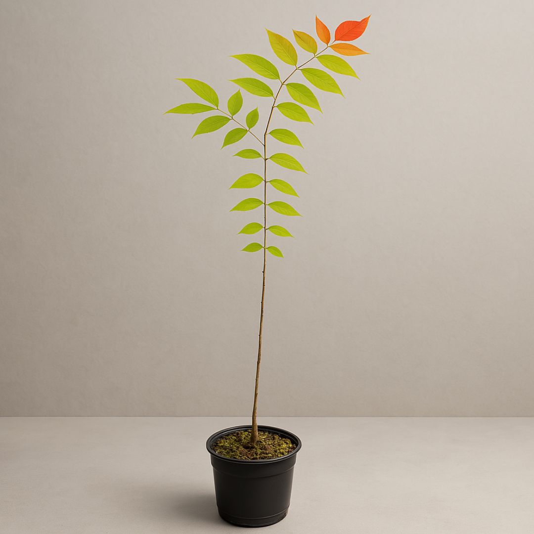 muda de eucalipto arco-&iacute;ris pronta para plantar